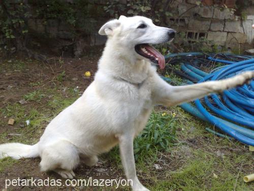 pars Erkek Alman Çoban Köpeği