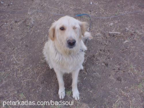 angel Dişi Golden Retriever