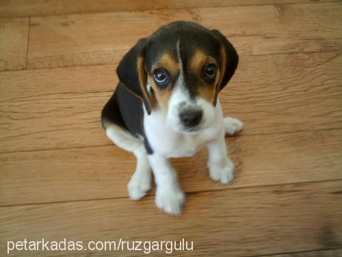 badem Dişi Beagle