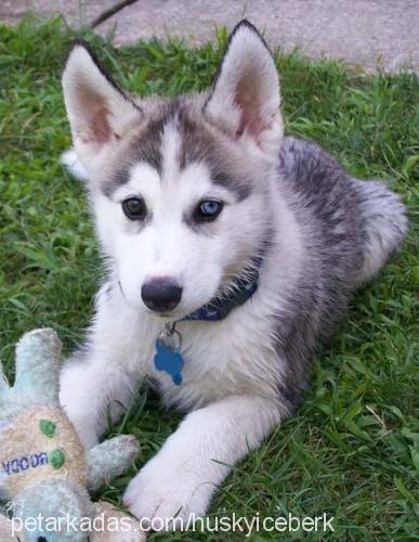 buz Erkek Sibirya Kurdu (Husky)