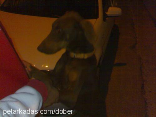 şila Dişi Doberman Pinscher