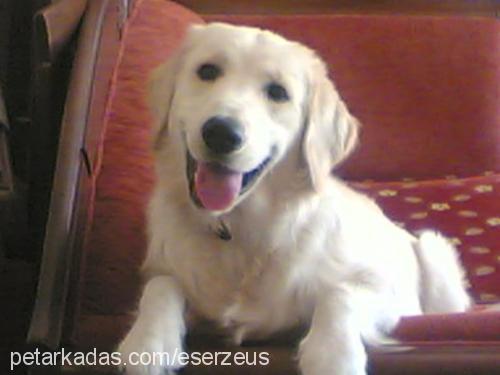 zeus Erkek Golden Retriever