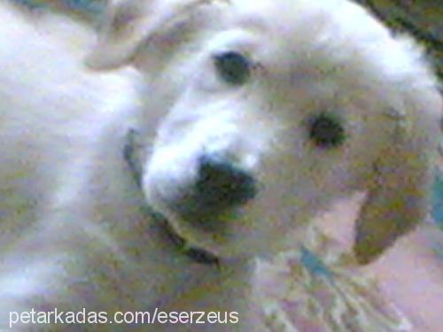 zeus Erkek Golden Retriever