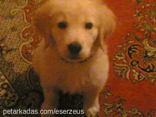 zeus Erkek Golden Retriever