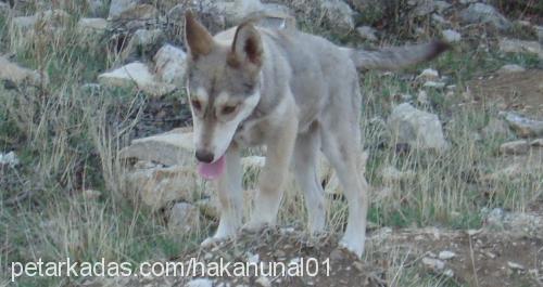 balçar Dişi Sibirya Kurdu (Husky)