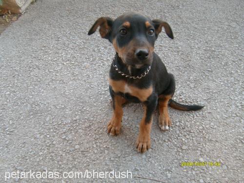 cesi Dişi Doberman Pinscher