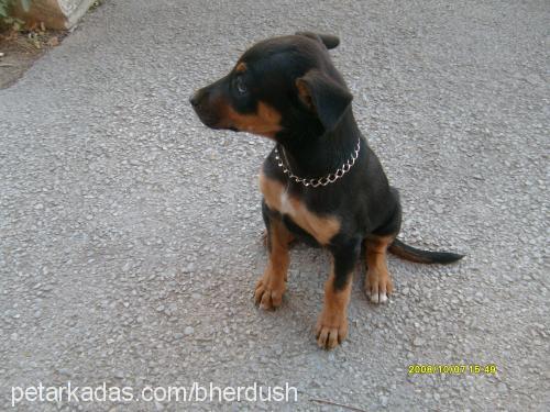 cesi Dişi Doberman Pinscher