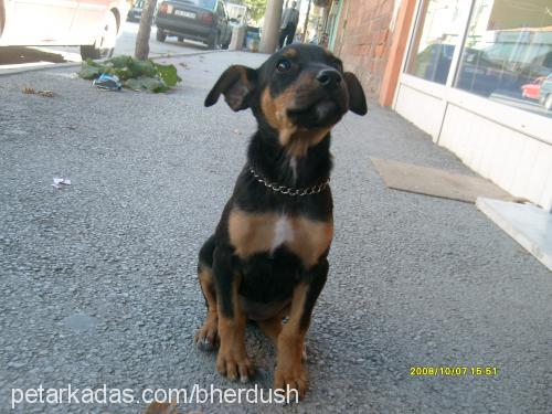 cesi Dişi Doberman Pinscher