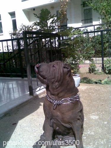 Çİkiiiiiiinnn Erkek Çin Shar-Pei