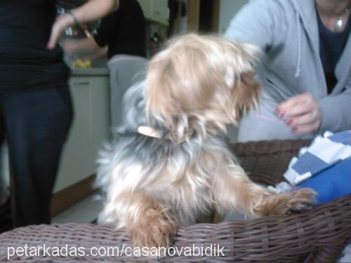 bıdık Erkek Yorkshire Terrier