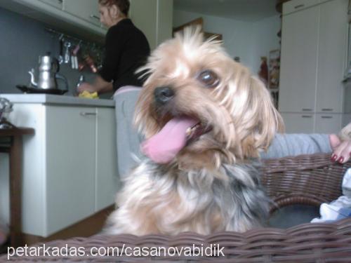 bıdık Erkek Yorkshire Terrier