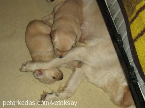 goldy Dişi Golden Retriever