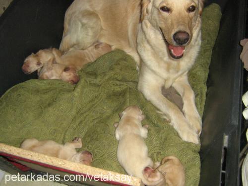 goldy Dişi Golden Retriever