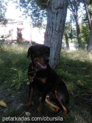 Şila Dişi Rottweiler