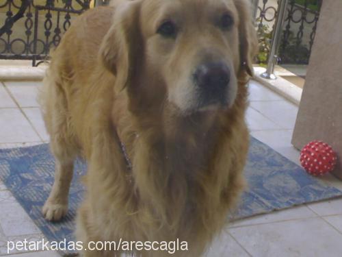 ares Erkek Golden Retriever