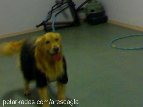 ares Erkek Golden Retriever