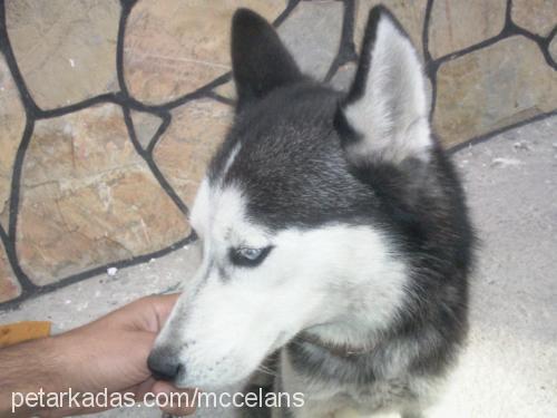 rein Dişi Sibirya Kurdu (Husky)