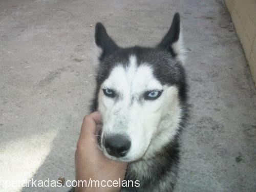 rein Dişi Sibirya Kurdu (Husky)