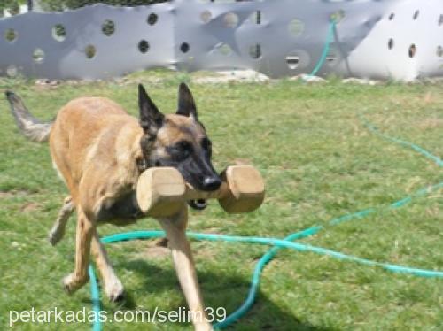 vizavontürkiye Dişi Belçika Malinois