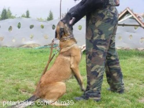 vizavontürkiye Dişi Belçika Malinois