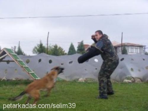 vizavontürkiye Dişi Belçika Malinois