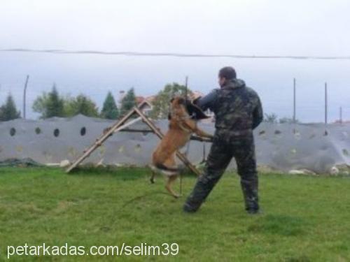 vizavontürkiye Dişi Belçika Malinois