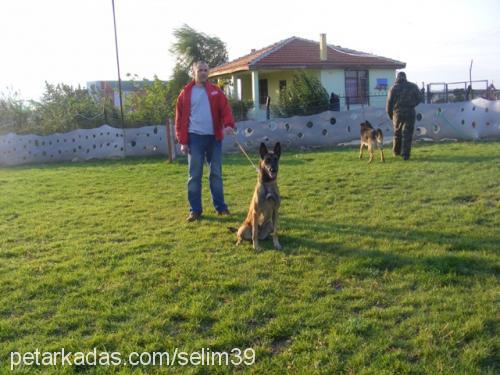 vizavontürkiye Dişi Belçika Malinois