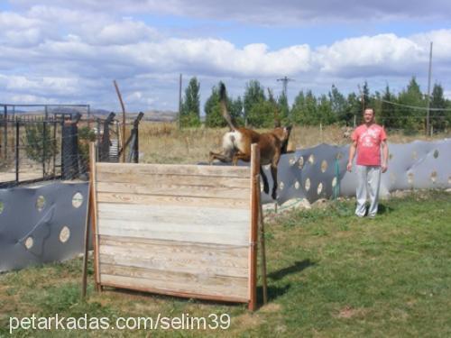 vizavontürkiye Dişi Belçika Malinois