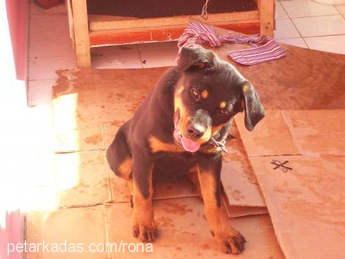 rona Dişi Rottweiler