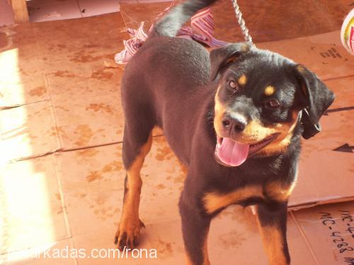 rona Dişi Rottweiler