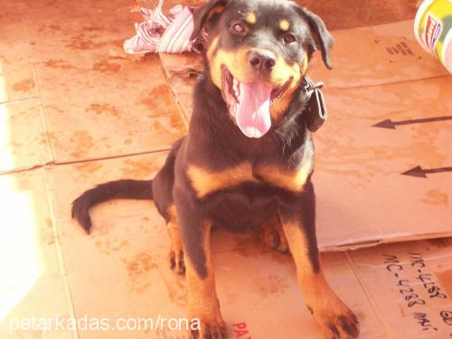 rona Dişi Rottweiler