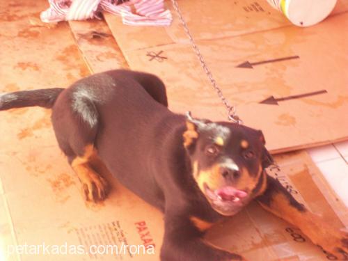 rona Dişi Rottweiler