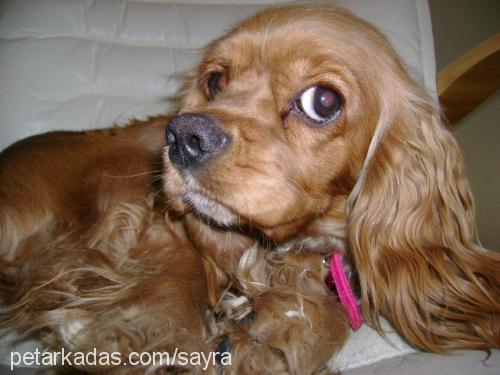 şayra Dişi Amerikan Cocker Spaniel