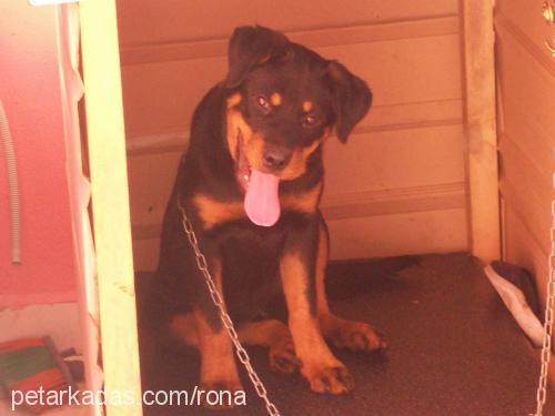 rona Dişi Rottweiler