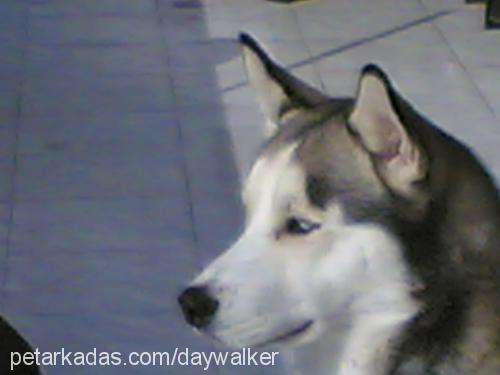 zeus Erkek Sibirya Kurdu (Husky)