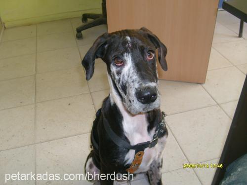 nara Dişi Great Dane (Danua)