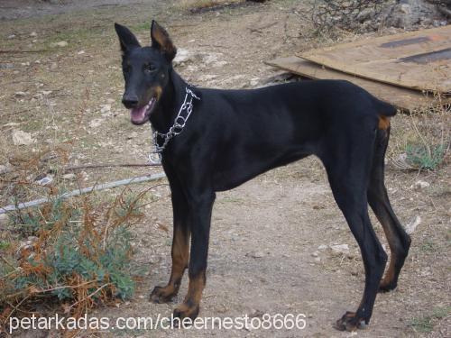 şiva Dişi Doberman Pinscher