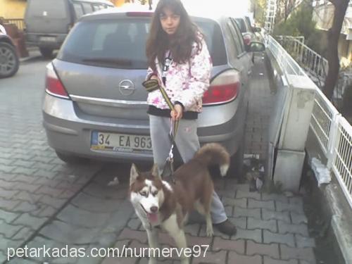 lusi Dişi Sibirya Kurdu (Husky)