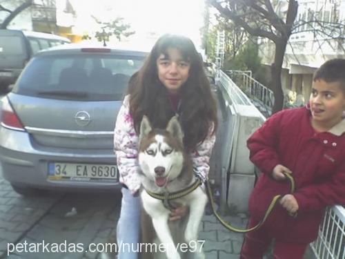 lusi Dişi Sibirya Kurdu (Husky)