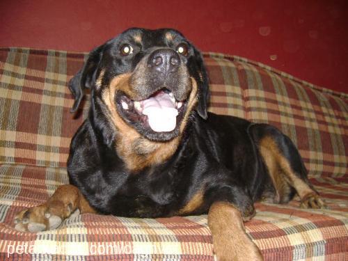 lucky Dişi Rottweiler