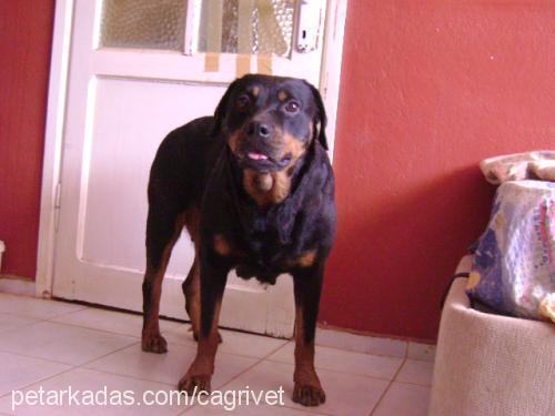 lucky Dişi Rottweiler