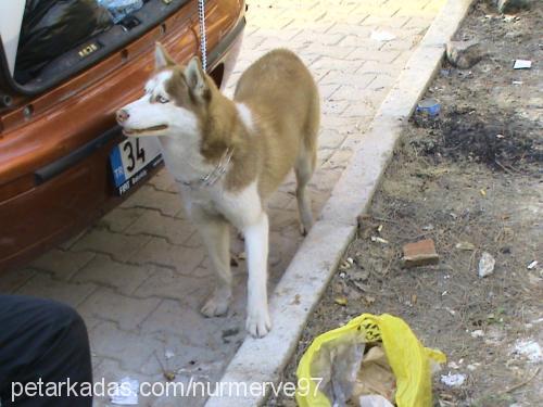 lusi Dişi Sibirya Kurdu (Husky)