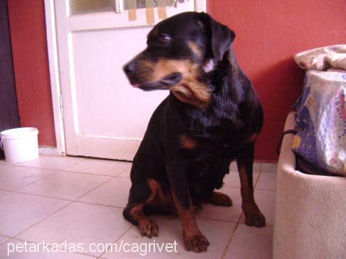 lucky Dişi Rottweiler