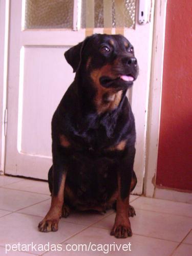 lucky Dişi Rottweiler