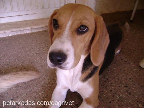 sasha Dişi Beagle