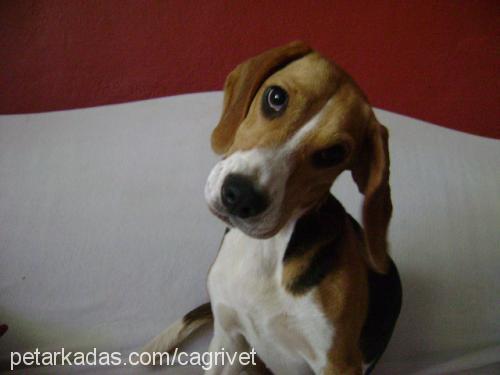 sasha Dişi Beagle