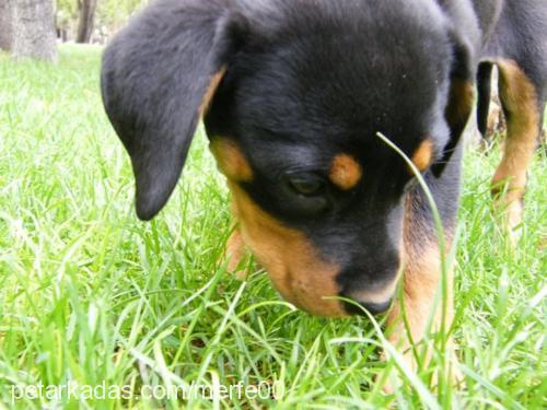 bax Dişi Rottweiler