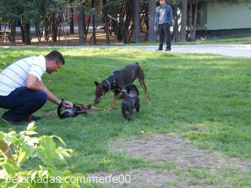 bax Dişi Rottweiler