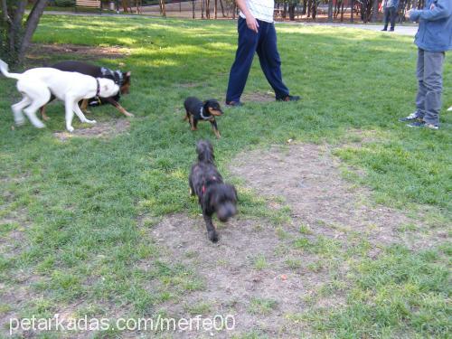 bax Dişi Rottweiler