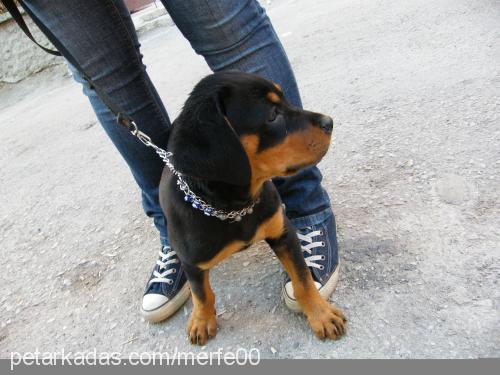 bax Dişi Rottweiler